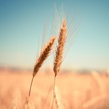 56. Bitter and Blessed? Ruth, Naomi and the Faithful God Part 1