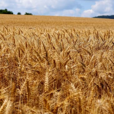 29. Forsaken or Blessed? Ruth, Naomi and the Faithful God