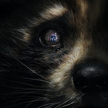 276: Guardians of the Galaxy Vol. 3 + Ant-Man and the Wasp: Quantumania