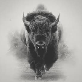 Bison