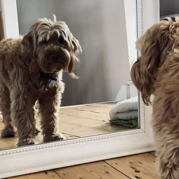 Psycho Monster Puppy