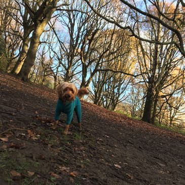 Psycho Dog Trainer 2