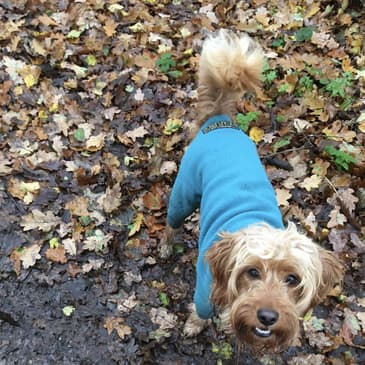 Psycho Dog Trainer 3