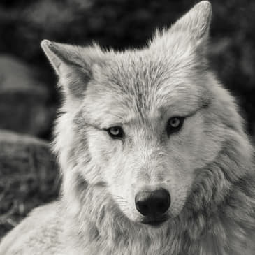 T1_Ep3 ¿A que lobo alimentas?