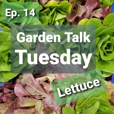Ep. 14 - Garden Talk Tuesday: Lettuce