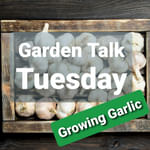 Ep. 40 - Growing Garlic