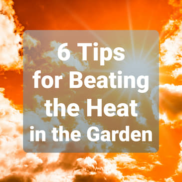 Ep. 41 - 6 Tips for Beating the Heat in the Garden