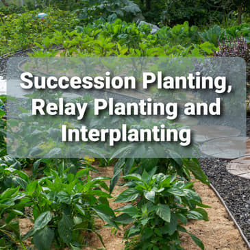 Ep. 43 - Succession Planting, Relay Planting, and Interplanting: Increase your garden yield without increasing your space