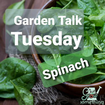 Ep. 46 - Growing Spinach