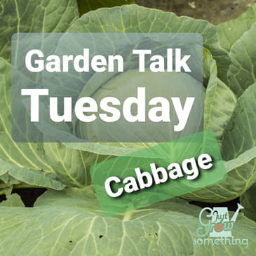 Ep. 52 - Cabbage