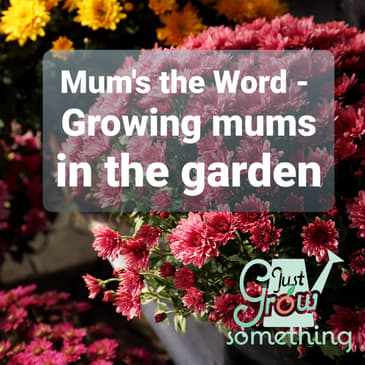 Ep. 58 - Mum's the Word: Growing mums in the garden.