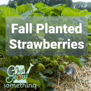 Ep. 60 - Fall Planted Strawberries