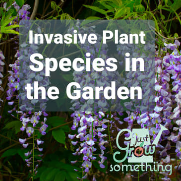 Ep. 68 - Invasive Plant Species in the Garden, Plus Five Plants to Avoid in Your Landscape