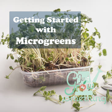 Ep. 70 - Getting Started with Microgreens