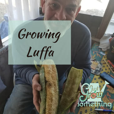 Ep. 83 - Growing Luffa