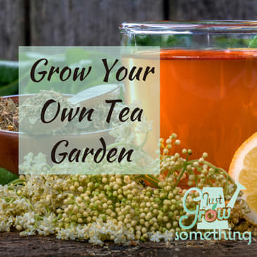 Ep. 84 - Grow Your Own Tea Garden