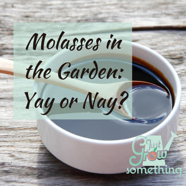 Ep. 85 - Molasses in the Garden: Yay or Nay?
