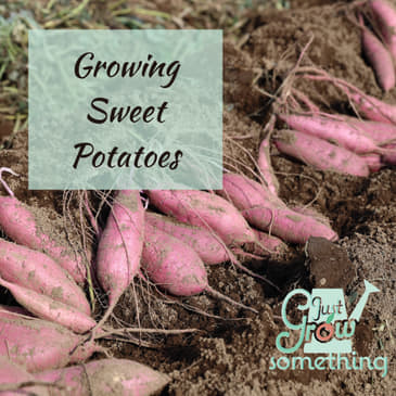 Ep. 94 - Growing Sweet Potatoes