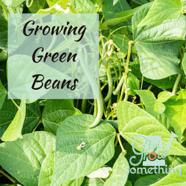 Ep. 96 - Growing Green Beans