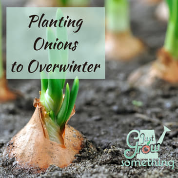Ep. 114 - Planting Onions to Overwinter