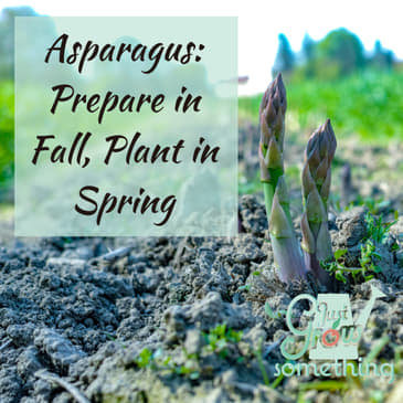 Ep. 116 - Asparagus: Prepare in Fall, Plant in Spring