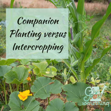 Ep. 130 - Companion Planting and Intercropping: Gaining space in the garden, repelling insects, and other benefits