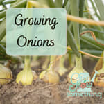 Ep. 133 - Growing Onions