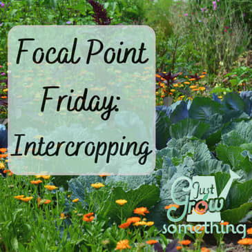 Focal Point Friday: More About Intercropping