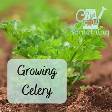 Ep. 137 - Growing Celery