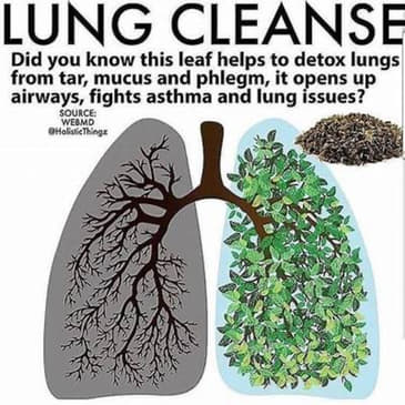 Episode 451:The Benefits of Mullein