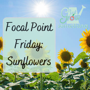Focal Point Friday: Are Sunflowers Good or Bad for the Garden?