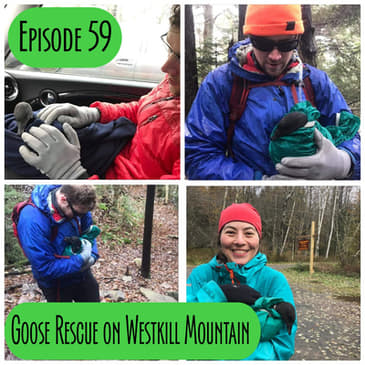 Episode 59 - Goose Rescue on Westkill