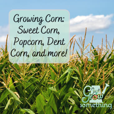 Ep. 143 - Growing Corn: Sweet Corn, Popcorn, Dent Corn and more