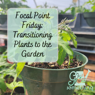 Focal Point Friday: Transitioning Plants into the Garden or Indoor Growing Space