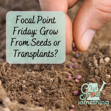 Focal Point Friday: Choosing Whether to Grow From Seed or Transplant