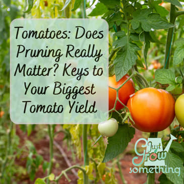 Tomatoes: To Prune or Not to Prune? Keys to Your Biggest Tomato Yield.