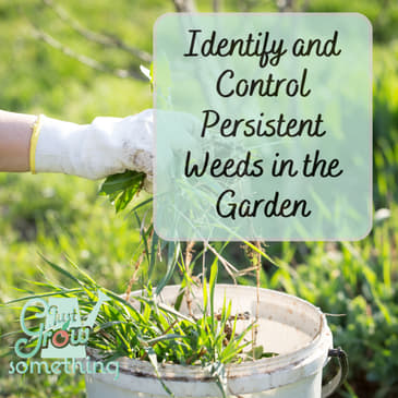 Identifying and Controlling Persistent Weeds in the Garden - Ep. 149