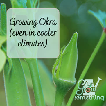 Growing Okra - Ep. 152
