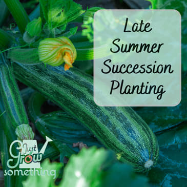 Late Summer Succession Planting - Ep. 158