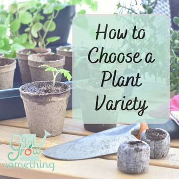 How to Choose a Plant Variety - Ep. 179