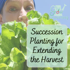 Succession Planting to Extend the Harvest - Ep. 181