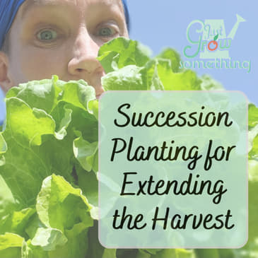 Succession Planting to Extend the Harvest - Ep. 181