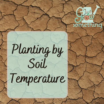 Proper Soil Temperatures for Transplanting - Ep. 193