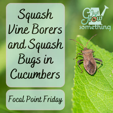 Squash Vine Borers and Squash Bugs in Cucumber Plants - Focal Point Friday Ep. 202