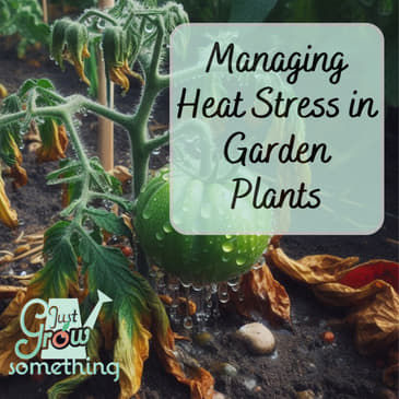 Managing Heat Stress in Garden Plants - Ep. 207