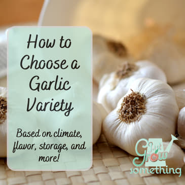 How to Choose a Garlic Variety to Grow - Ep. 214