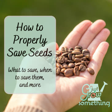 Saving Seeds Properly - Ep. 215