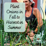 Planting Onions in Fall for a Summer Harvest - Ep. 220