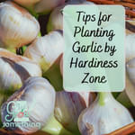 Garlic Planting Tips by Climate - Ep. 221