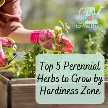 Top 5 Perennial Herbs by USDA Hardiness Zone - Ep. 226
